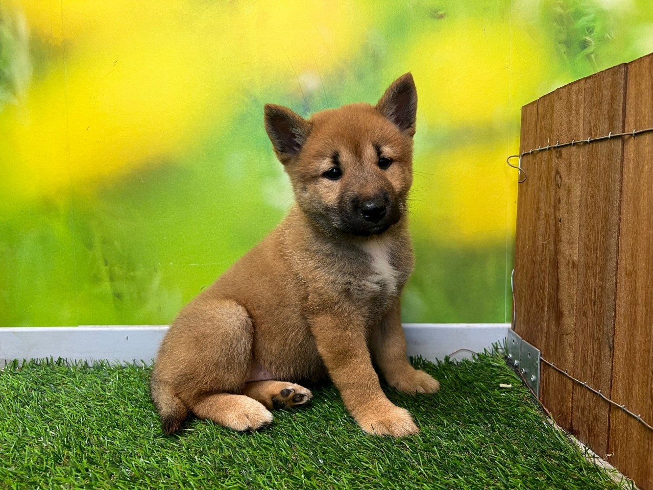 Shiba Inu female Puppy for sale 000516905